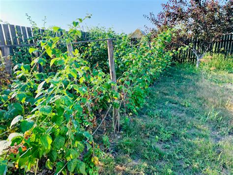 Planter un framboisier dans un jardin