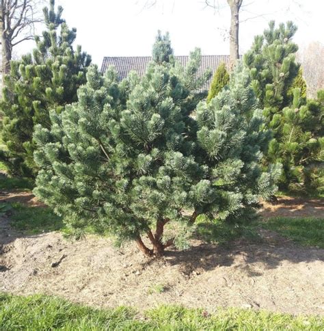 Image d'un Pinus sylvestris 'Watereri Nana' dans un jardin moderne