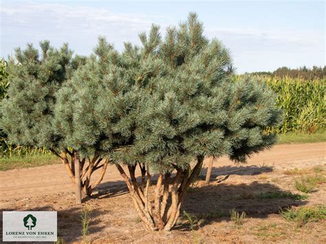 Exemple d'un bonsaï Pinus sylvestris 'Watereri' en style cascade