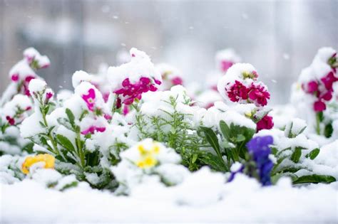 Rhododendrons en fleurs sous la neige