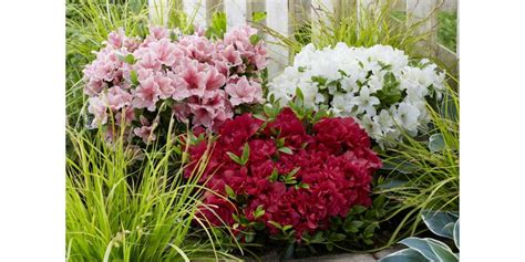 Composition paysagère avec rhododendrons et autres plantes acidophiles