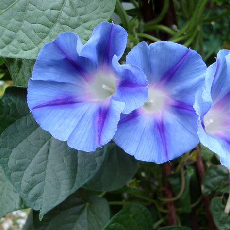 Gros plan de fleurs d'Ipomoea purpurea aux teintes variées