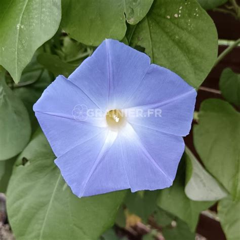 Champ de fleurs d'Ipomoea tricolor 'Heavenly Blue' d'un bleu azur intense