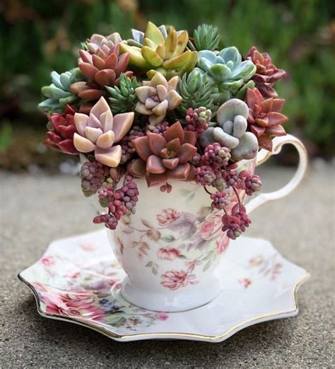 Plantes grasses dans des tasses à thé recyclées