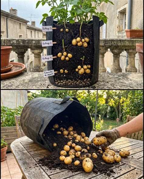 Schéma explicatif du buttage dans un pot ou un sac de culture