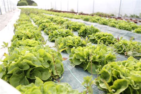 Maraîchage biologique à la ferme horticole de Lomme