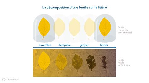Litière forestière et décomposition des feuilles de lierre