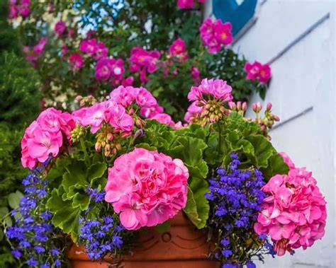 Géranium zonal en pleine floraison sur un balcon fleuri