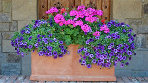 Photo montrant une jardinière fleurie en plein été avec des géraniums et pétunias