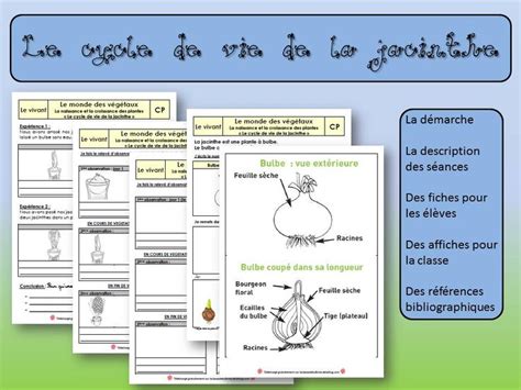 Illustration montrant le cycle de vie d'une jacinthe, du bulbe en dormance à la floraison printanière