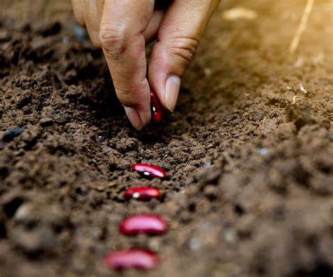 Planter des haricots rouges dans un potager ensoleillé