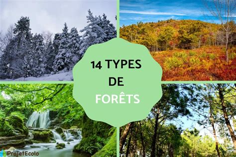 Vieille carte d'une forêt avec des symboles historiques