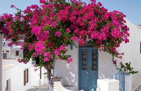 Bougainvillier en pleine floraison sur un mur méditerranéen