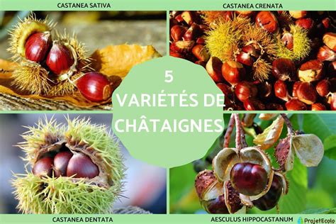 Illustration de variétés de châtaignes et noix dans un panier en osier