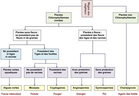 Schéma de classification des végétaux