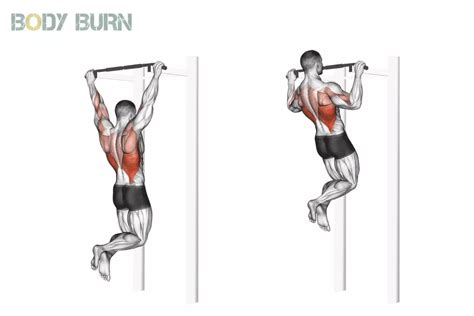Illustration montrant l'activation des muscles dorsaux lors d'un mouvement de traction en dévers