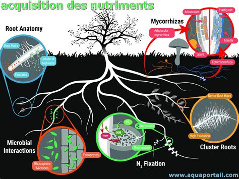 Schéma illustrant l'absorption racinaire des nutriments NPK