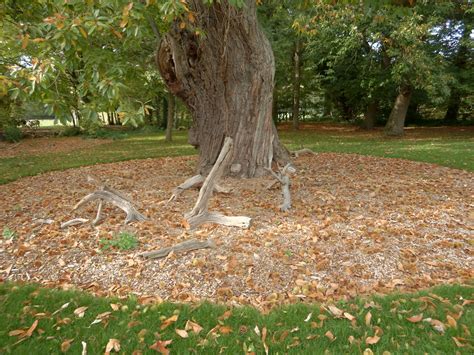 Schéma de paillage autour d'un arbre avec zone de respiration