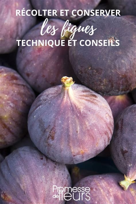 Infographie comparative des variétés de figues : période de récolte et rusticité