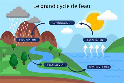 Schéma explicatif du cycle de l'eau et de l'influence de la reforestation sur le climat local