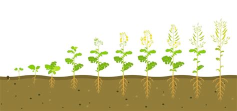 Schéma illustrant le cycle de développement du colza et les pics d'absorption des nutriments