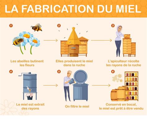 Schéma des étapes post-récolte du miel