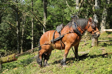 Photo de chevaux de trait effectuant une démonstration de débardage de bois devant un public attentif