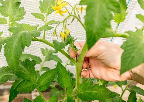 Photo de jeunes plants de tomates avec leurs gourmands