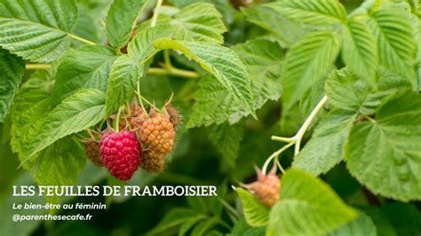 Schéma montrant les différentes utilisations des feuilles de framboisier selon les besoins