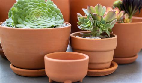 une table basse élégante décorée avec des succulentes et des petits pots en terre cuite