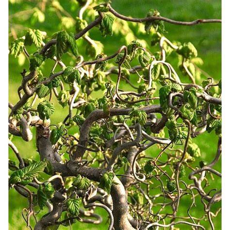 Vue d'ensemble d'un Corylus avellana 'Contorta' mettant en valeur ses branches entrelacées