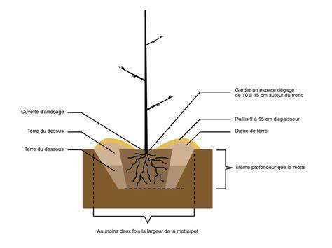 Schéma explicatif de la profondeur du trou de plantation par rapport à la motte