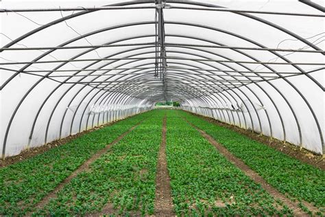 Serre agricole moderne au Moyen-Orient