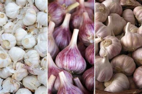 Photographie de différentes variétés d'ail : blanc, rose et violet