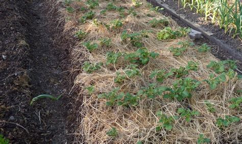 Image d'une plantation de pommes de terre sous un épais paillis de paille