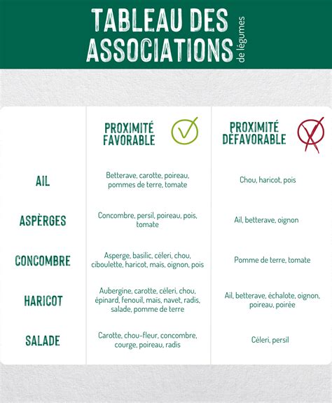 Infographie illustrant des associations bénéfiques de plantes au potager