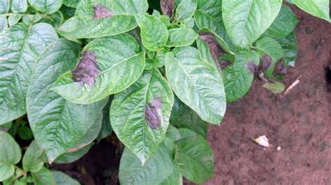 Symptômes caractéristiques du mildiou sur les feuilles de pomme de terre