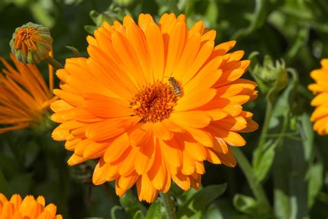 Photo de fleurs de souci et de lavande plantées au pied de cannes de framboisier