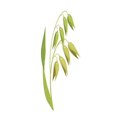 Illustration détaillée de la folle avoine montrant les arêtes foncées et tordues caractéristiques sur les graines