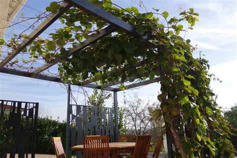 Pergola métallique avec plantes grimpantes