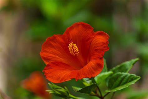 fleurs d'hibiscus