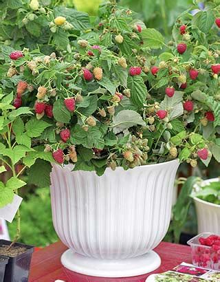 framboisier en pot sur une terrasse ensoleillée