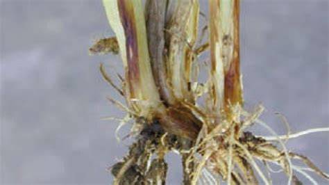 Illustration détaillée des symptômes de Microdochium nivale et du rhizoctone sur les jeunes pousses et les racines de céréales