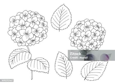 esquisse préliminaire d'un hortensia
