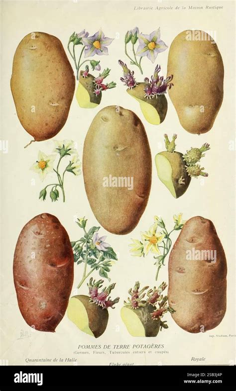 Schéma illustrant les différentes formes et couleurs de tubercules andins