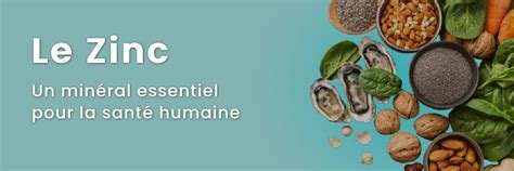 Graphique montrant l'effet du zinc sur le développement racinaire