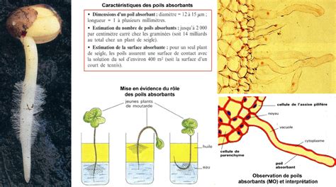 Illustration microscopique du développement des poils absorbants