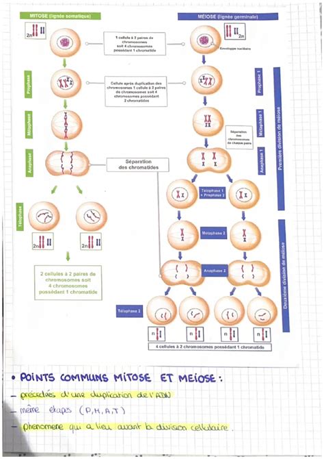 Schéma de comparaison entre fertilisation classique et fertilisation localisée