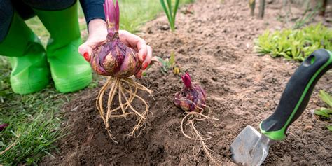 Planification d'un jardin avec des bulbes de différentes variétés