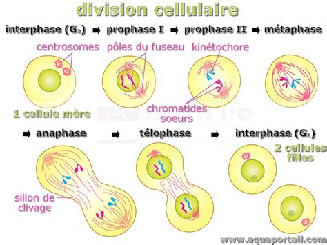 Schéma illustrant la division des bulbilles de perce-neige